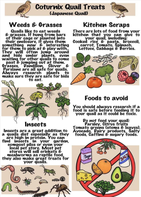 Coturnix quail Proper Diet for Healthy Quail