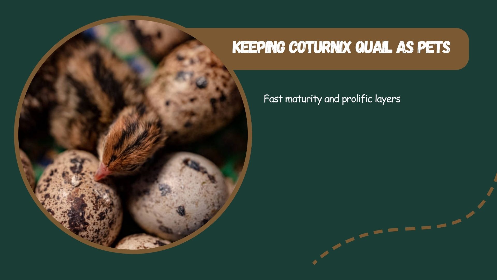 Coturnix quail Fast maturity and prolific layers