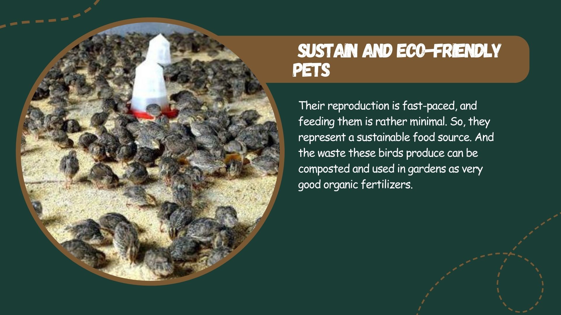 Sustain and Eco-Friendly Pets