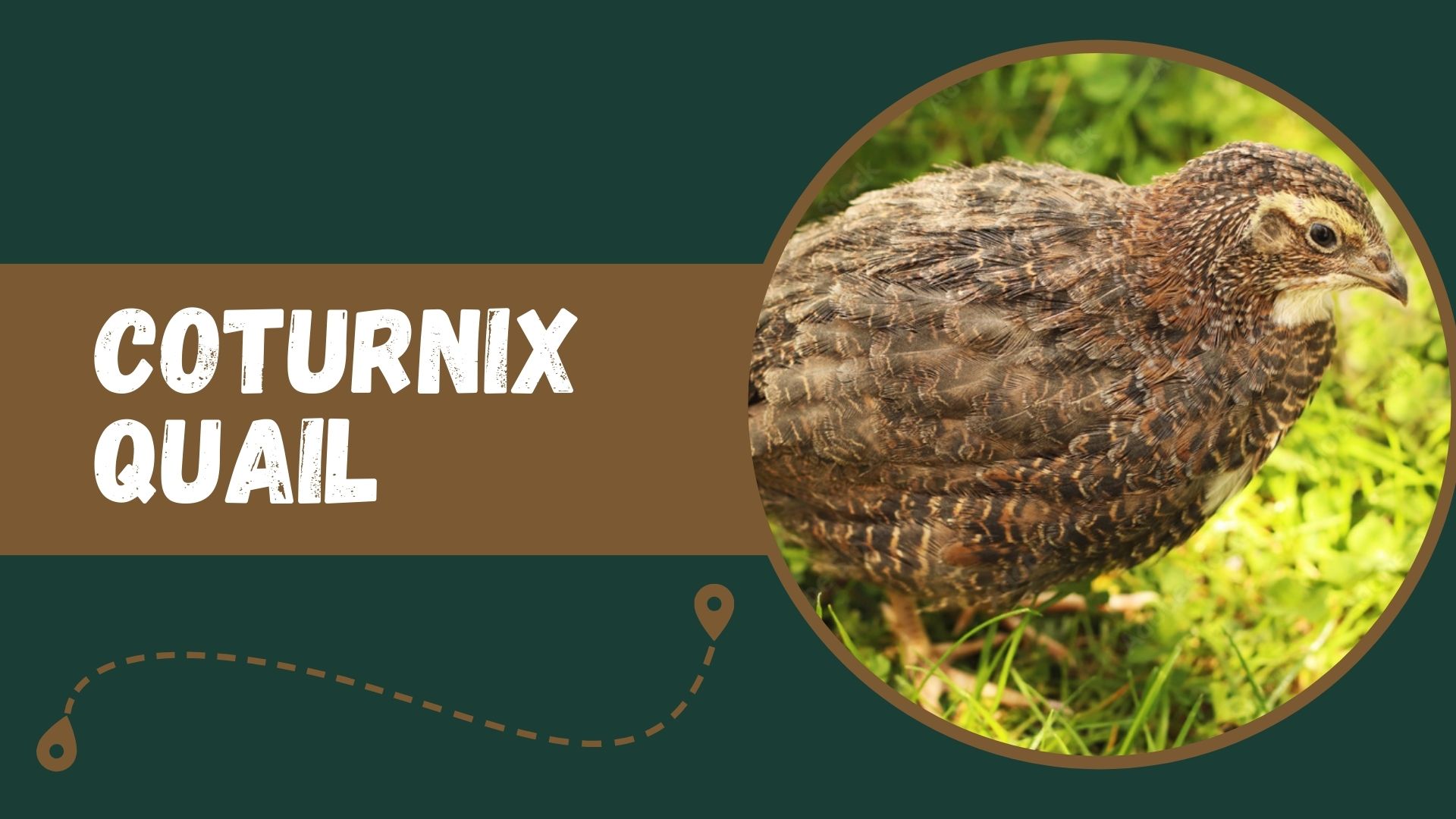 What is coturnix quail?