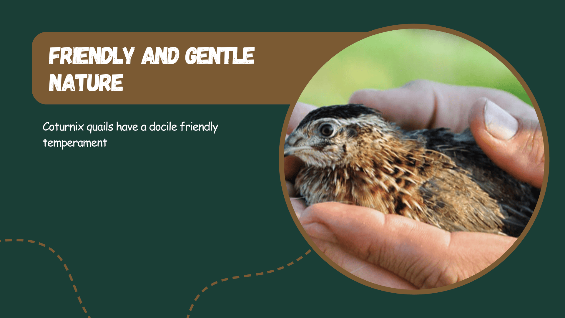 Coturnix quails have a docile friendly temperament