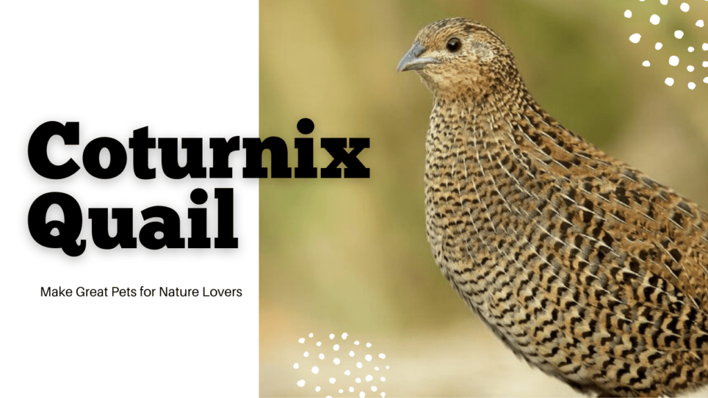 Why Coturnix Quail Make Great Pets for Nature Lovers