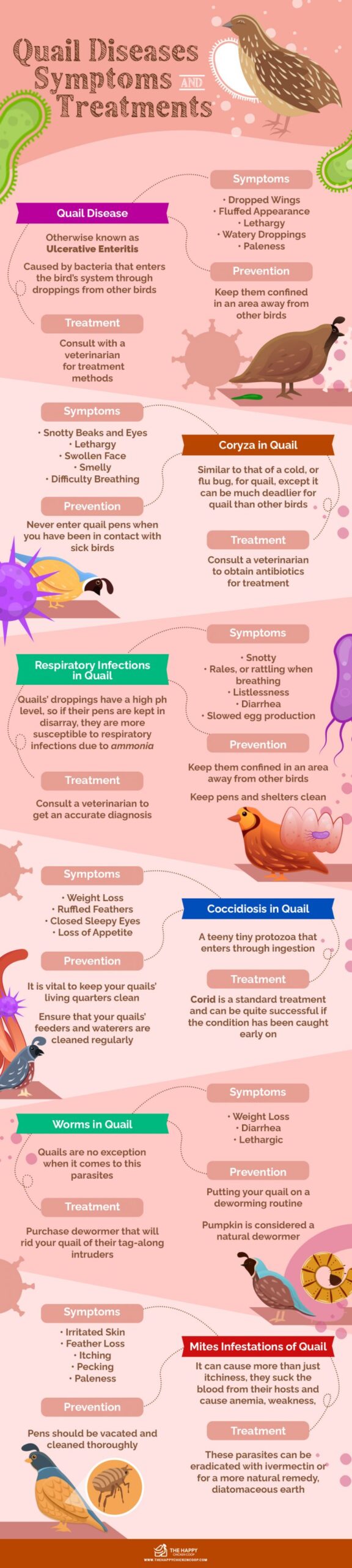 Coturnix quail Health and Common Problems